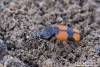střevlíček (Brouci), Panagaeus bipustulatus, Carabidae (Coleoptera)